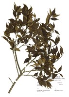 藏品(圓葉冬青)的圖片